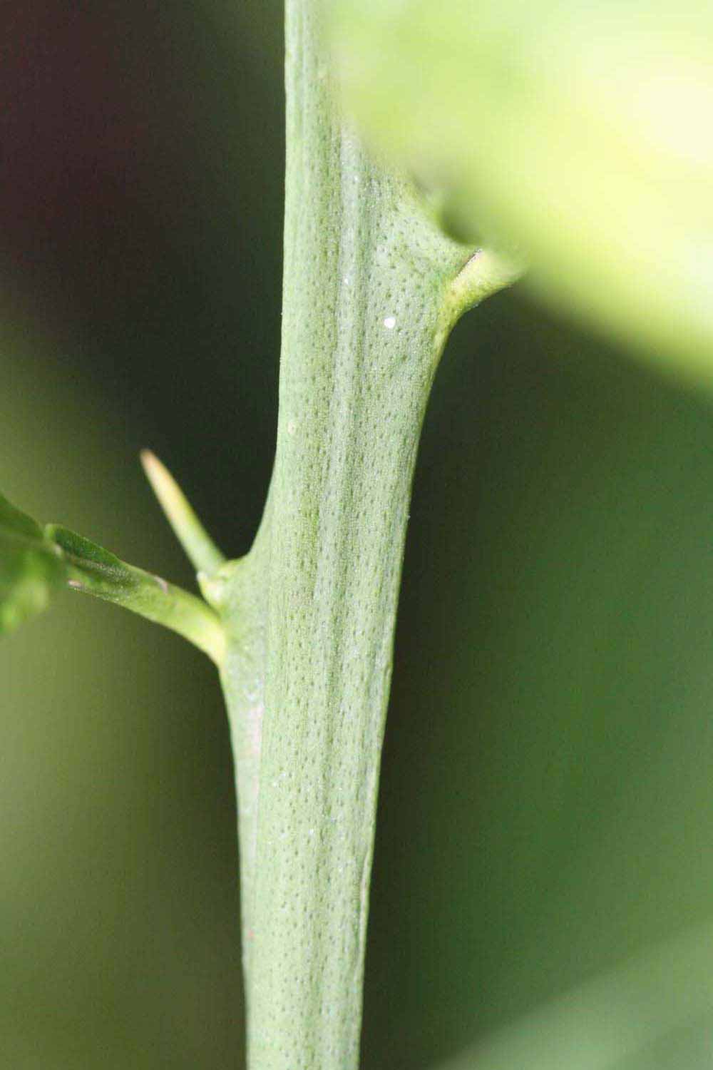            First year twig (Riverside, CA)   